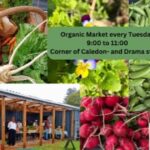 Somerset west village garden