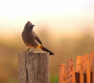 Things to See and Do in Darling