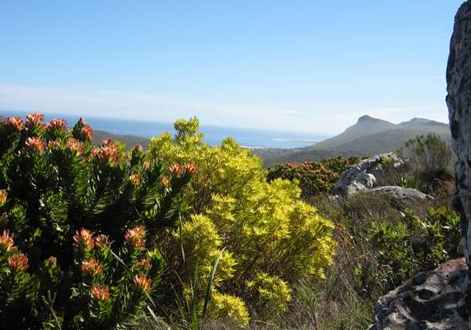 Fynbos: South Africa’s Unique Natural Heritage
