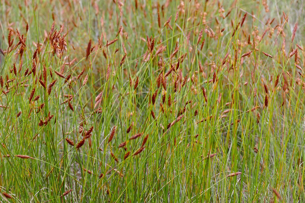 Fynbos: South Africa’s Unique Natural Heritage