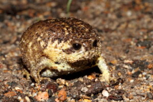 Wildlife of the Western Cape Cape rain frog