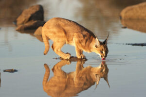 Wildlife of the Western Cape caracal