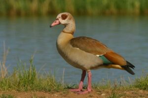 Wildlife of the Western Cape egyptian goose