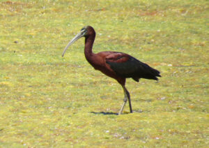 Wildlife of the Western Cape hadeda glossy ibis