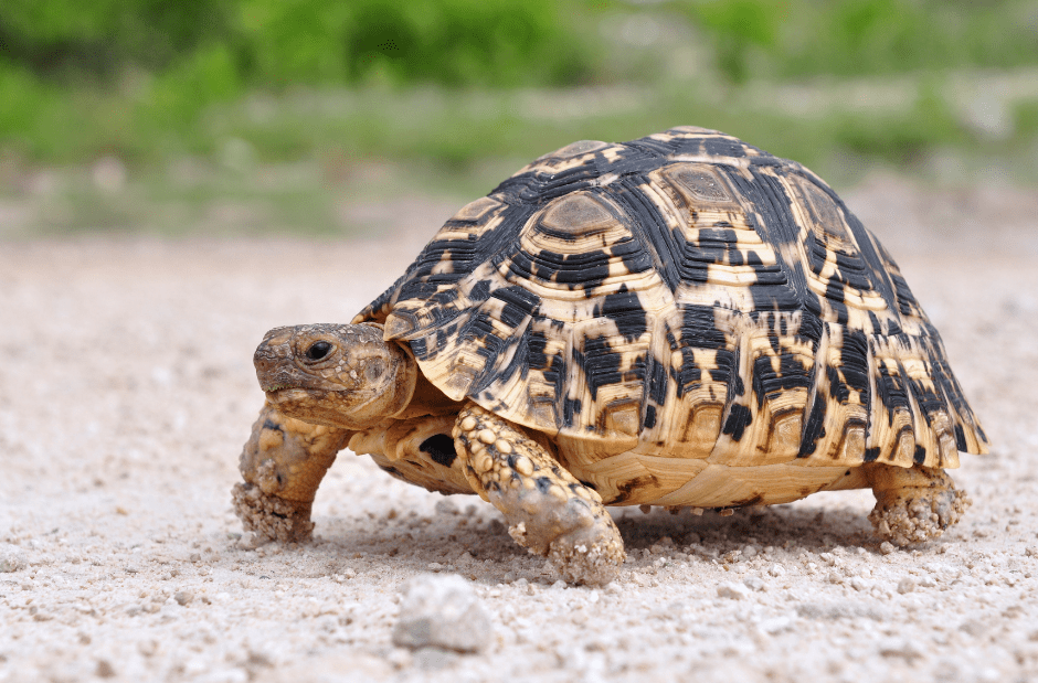 Wildlife of the Western Cape