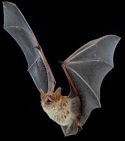 Wildlife of the Western Cape Temminks hairy bat