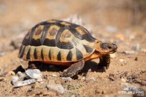 Wildlife of the Western Cape angulate tortoise