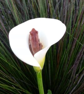 Wildlife of the Western Cape arum lilly frog