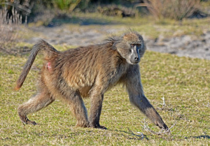 Wildlife of the Western Cape chacma baboon