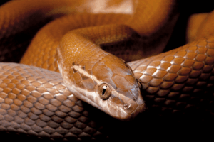 brown house snake