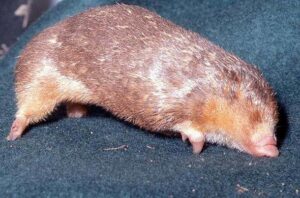 Wildlife of the Western Cape cape golden mole
