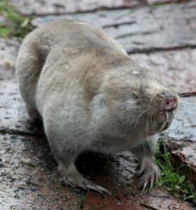 Wildlife of the Western Cape Cape mole rat