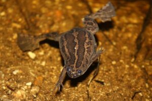Wildlife of the Western Cape Cape platanna