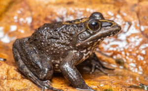 Wildlife of the Western Cape Cape river frog