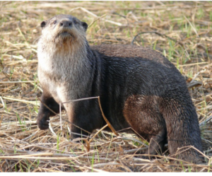 Wildlife of the Western Cape clawless otter