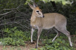 Wildlife of the Western Cape common duiker