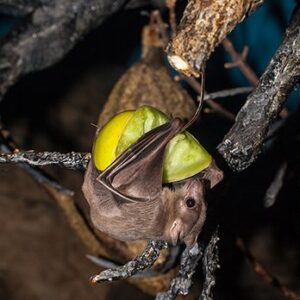 Wildlife of the Western Cape gyptian fruit bat