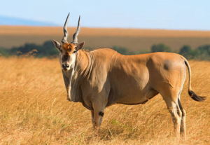 Wildlife of the Western Cape eland