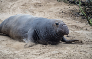 Wildlife of the Western Cape elephant seal