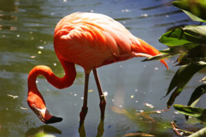 Wildlife of the Western Cape flamingos