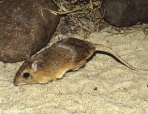 Wildlife of the Western Cape cape gerbil