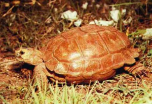 Wildlife of the Western Cape greater padlooper