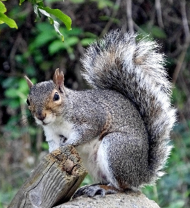 Wildlife of the Western Cape grey squirel