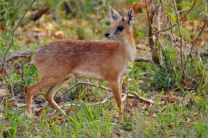 Wildlife of the Western Cape cape grysbok