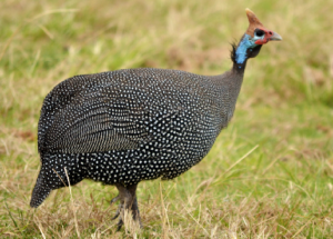 Wildlife of the Western Cape guineafowl