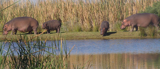 Wildlife of the Western Cape hippopotomus