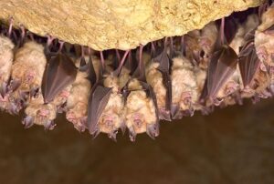Wildlife of the Western Cape Geoffroys horseshoe bat