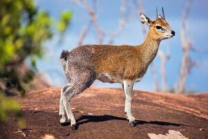 Wildlife of the Western Cape klipspringer