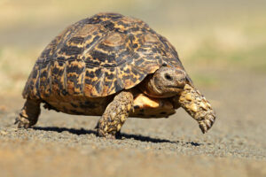 Wildlife of the Western Cape leopard tortoise