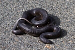mole snake