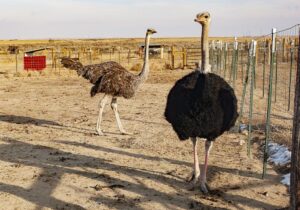Wildlife of the Western Cape ostrich