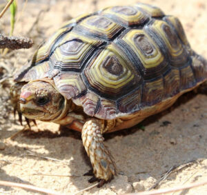 Wildlife of the Western Cape Cape padlooper