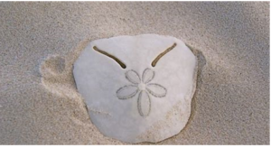 Western Cape Shell identification guide pansy shell