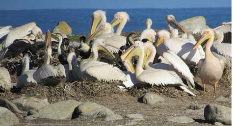 Wildlife of the Western Cape pelicans