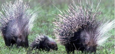 Wildlife of the Western Cape porcupine