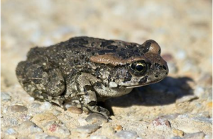 Wildlife of the Western Cape raucous toad