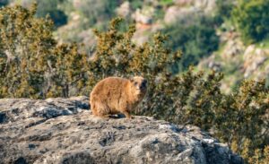 Dassie