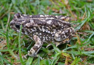 Wildlife of the Western Cape sand toad