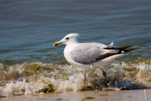 Wildlife of the Western Cape seagulls
