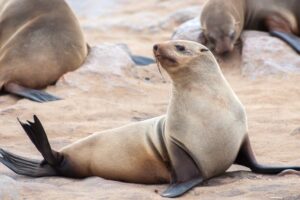 Wildlife of the Western Cape cape fur seal