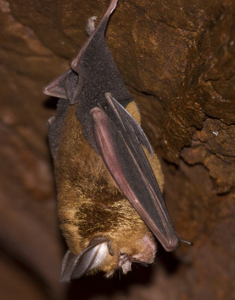 Wildlife of the Western Cape cape serotine bat