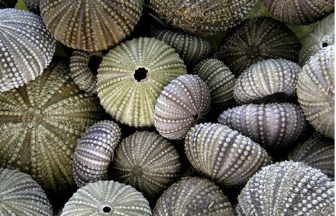 Western Cape Shell identification guide