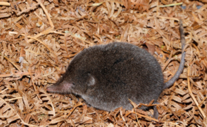 Wildlife of the Western Cape forest shrew
