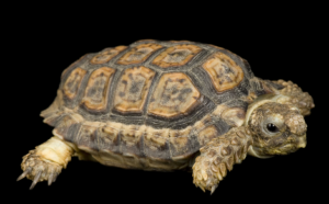 Wildlife of the Western Cape speckled padlooper