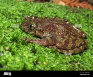 Wildlife of the Western Cape table mountain ghost frog