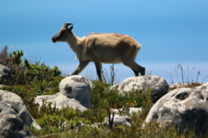 Wildlife of the Western Cape Himmalayan tahr